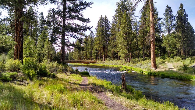 over-river-through-the-woods