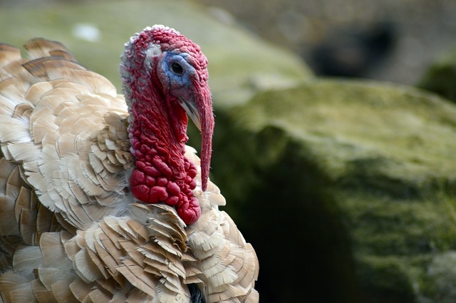 Thankgiving Turkey Trivia