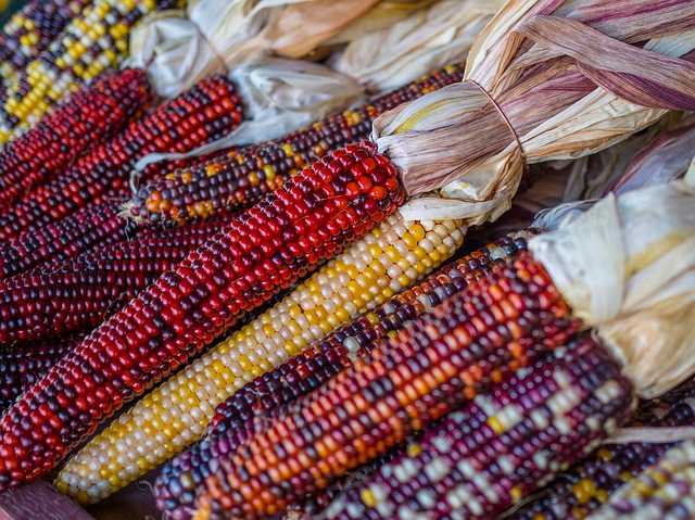 Corn a traditional Thanksgiving food